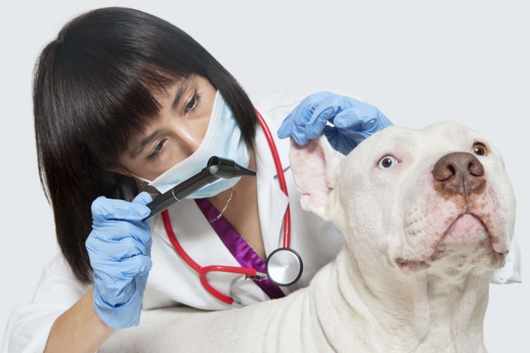 The downside of going to a veterinarian instead of a doctor