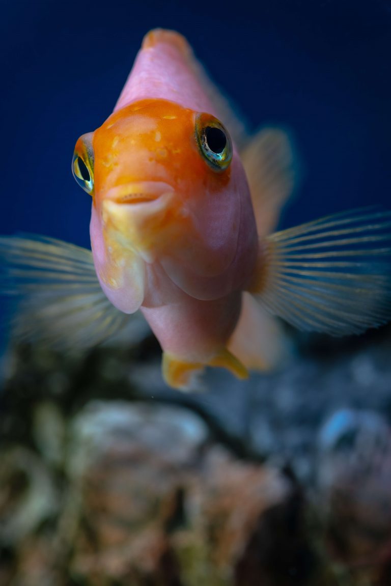 The Health Dangers of Goldfish Vaping in Their Fishbowl