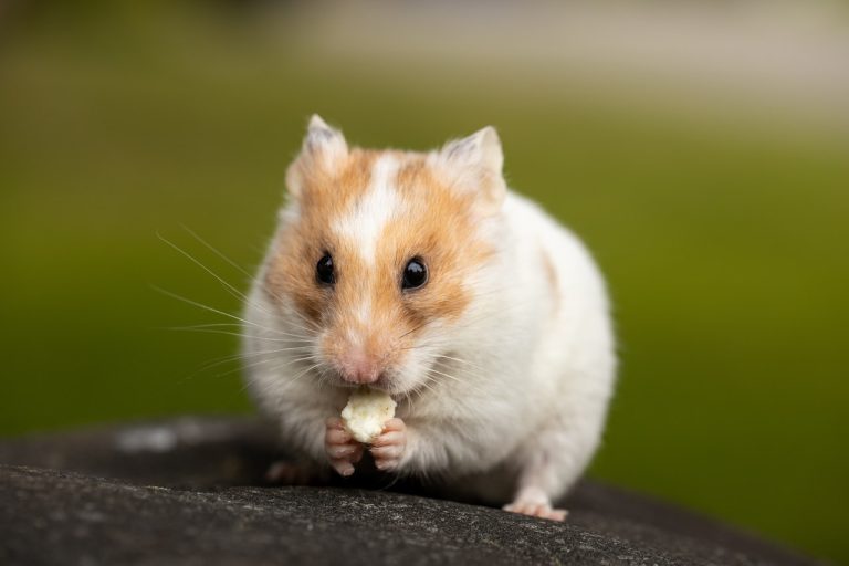 The Signs Your Hamster Might Have a Gambling Addiction