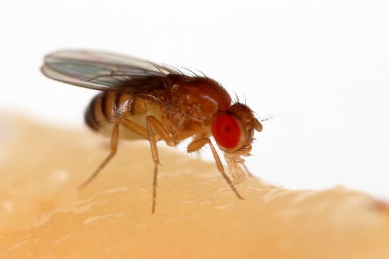 How to Get Rid of Fruit Flies Without Getting Out of Bed